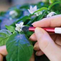 Veritable Brosse à Pollinisation - Détartrants Et Nettoyants 6 Veritable Brosse à Pollinisation - Détartrants Et Nettoyants -magasin de machines à café 10724989 2 d 1